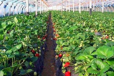 北京龙湾屯镇：青春力量助力乡村振兴谱新篇